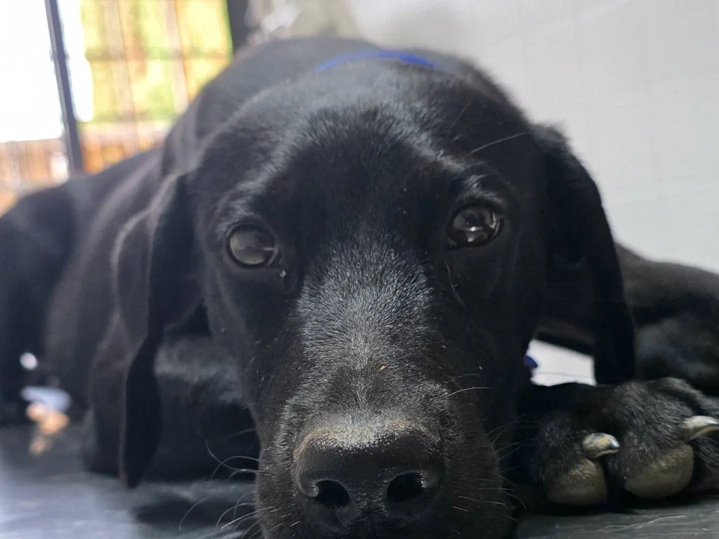 Adotta un cane, taglia media contenuta, femmina, Latina