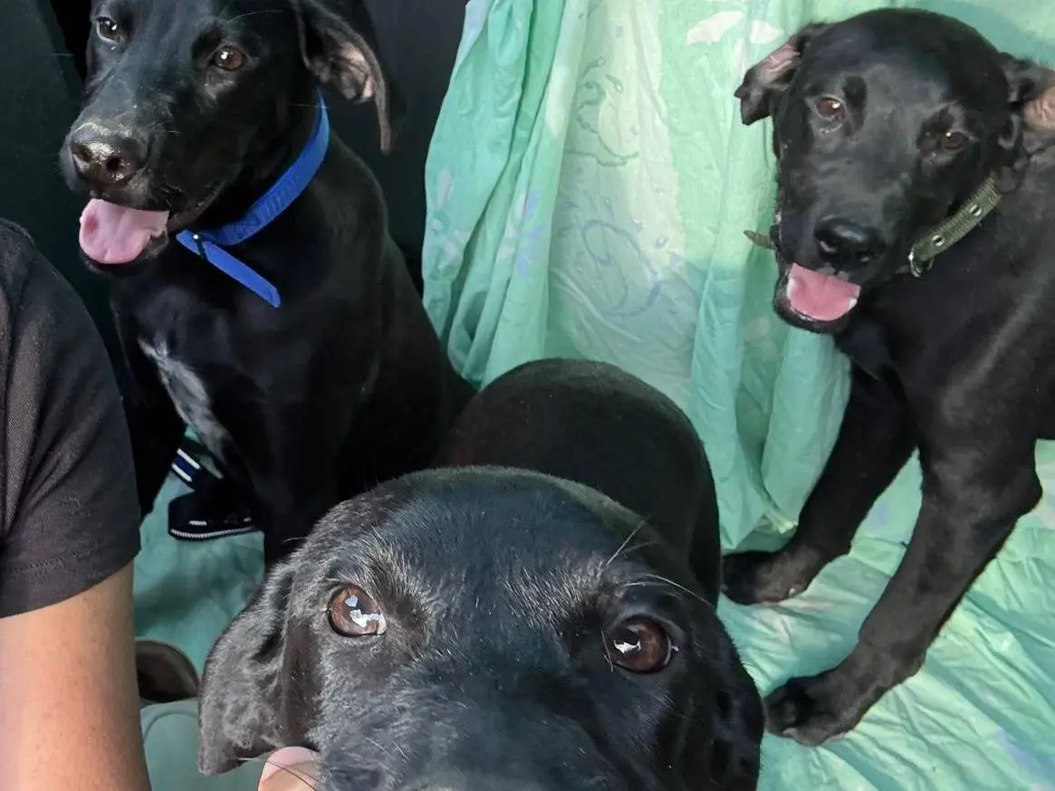 Adotta il cane Iole a Latina