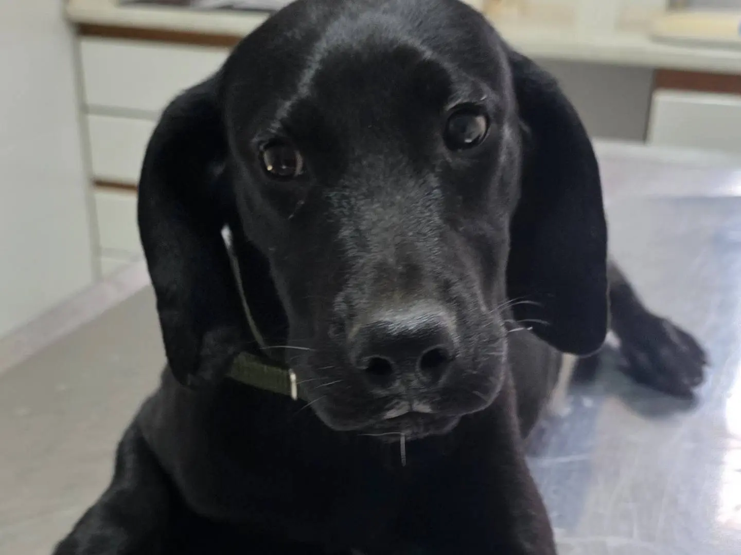 Adozione cane, femmina, Segugio Razza sconosciuta, 6 mesi, taglia media contenuta, Latina