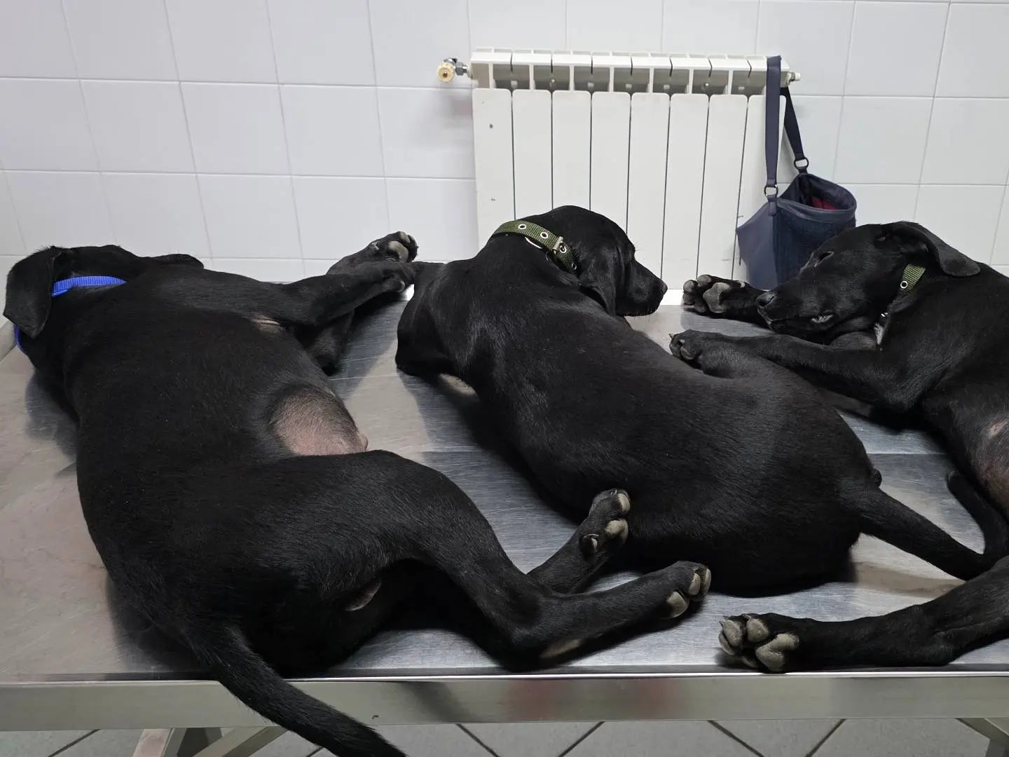 Adotta un cane, femmina, 6 mesi, Latina