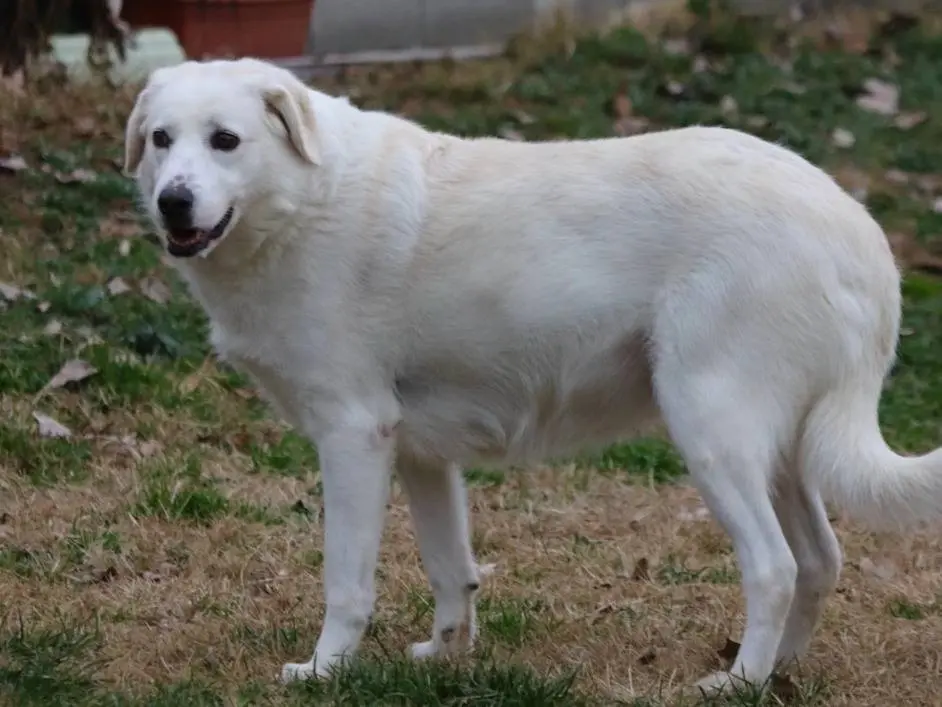 Adotta un cane, femmina, 6 anni e 8 mesi, Milano