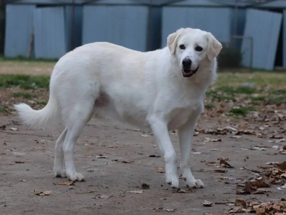Adozione cane, femmina, Pastore maremmano, 6 anni e 8 mesi, taglia grande, Milano