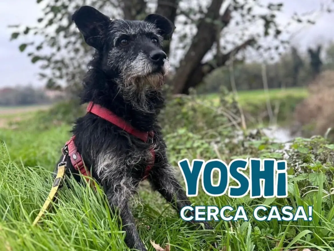 Adozione cane, maschio, Spinone Razza sconosciuta, 10 anni e 9 mesi, taglia media, Milano