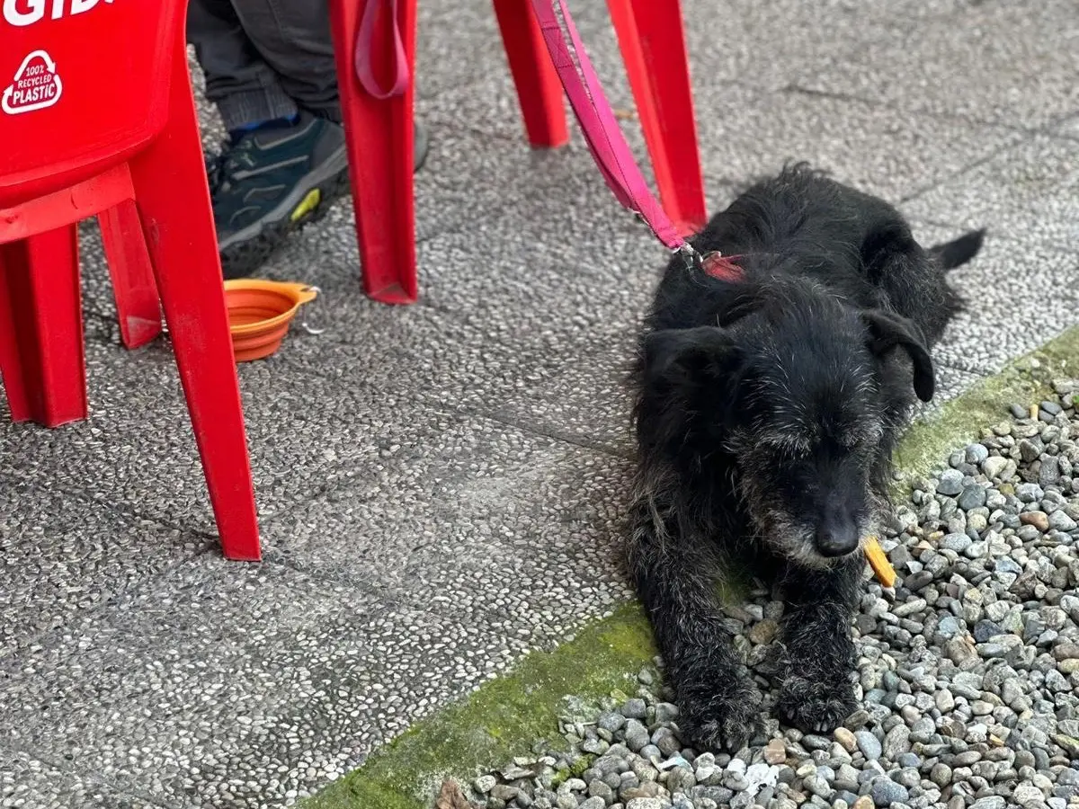 Adotta un cane, maschio, 10 anni e 9 mesi, Milano