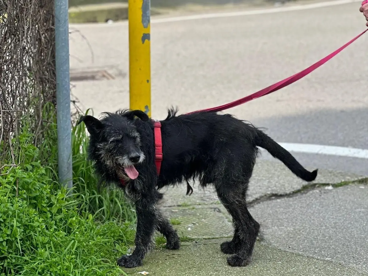 Adotta il cane Yoshi a Milano