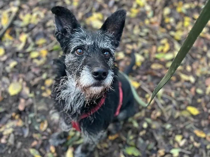 Adotta un cane, taglia media, maschio, Milano