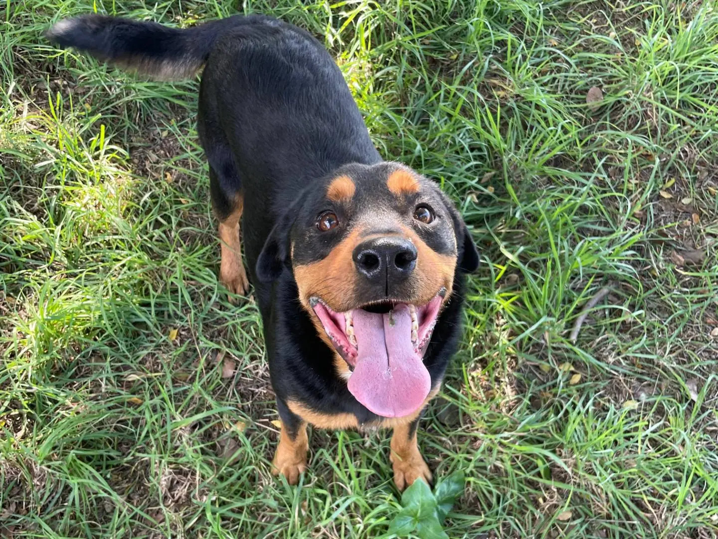 Adozione cane, maschio, Rottweiler Razza sconosciuta, 6 anni, taglia media, Latina