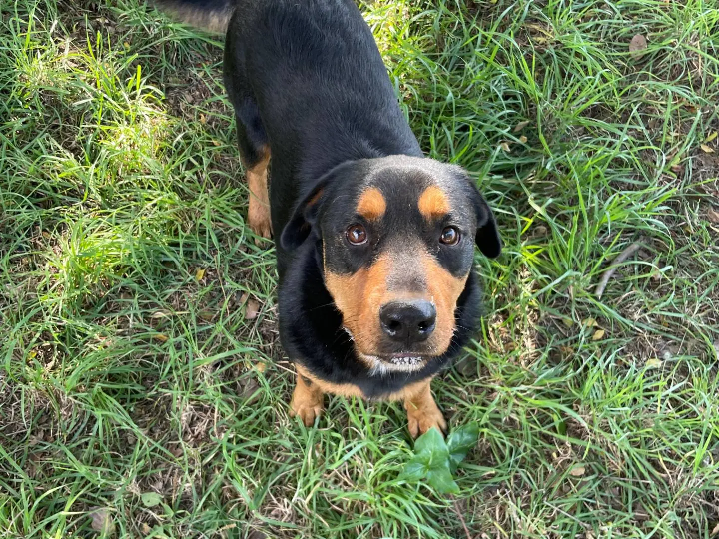 Adotta un cane, maschio, 6 anni, Latina