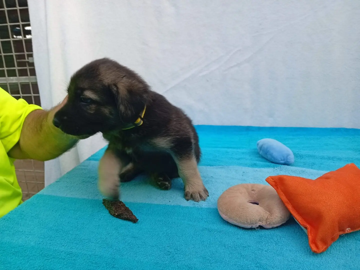 Adotta un cane, maschio, 3 mesi, Crotone