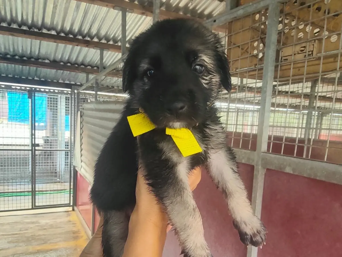 Adozione cane, maschio, Razza sconosciuta Razza sconosciuta, 3 mesi, taglia grande, Crotone