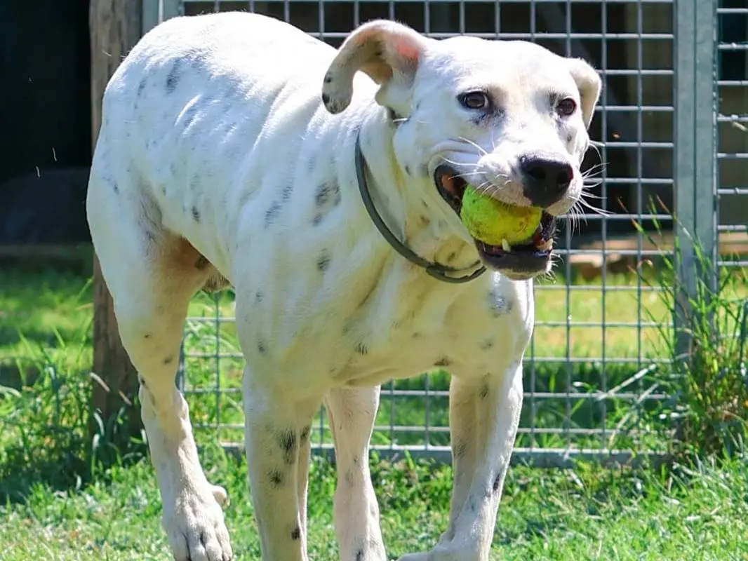 Adotta il cane Dal a Milano