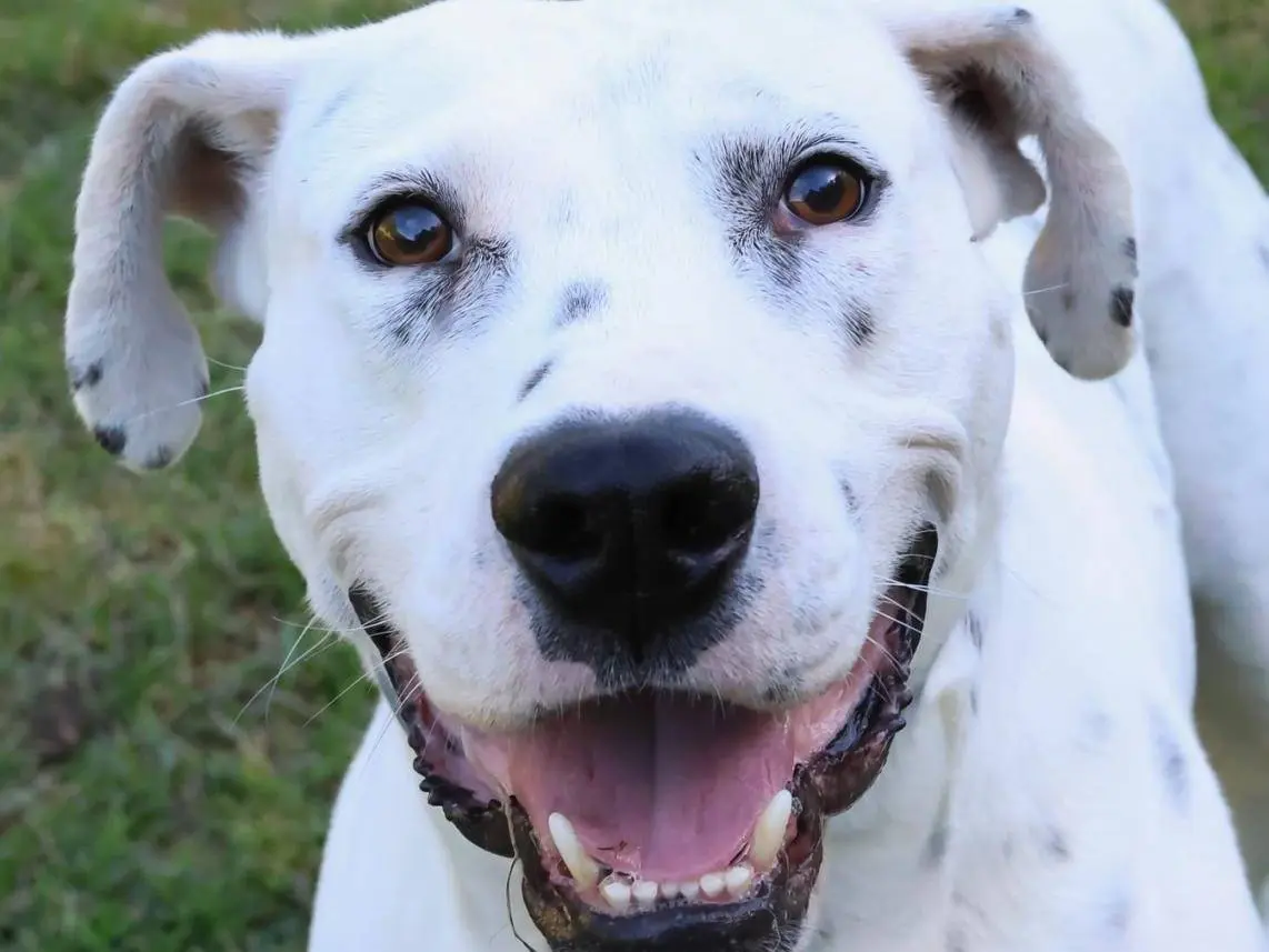 Vuoi adottare un cane a Milano?