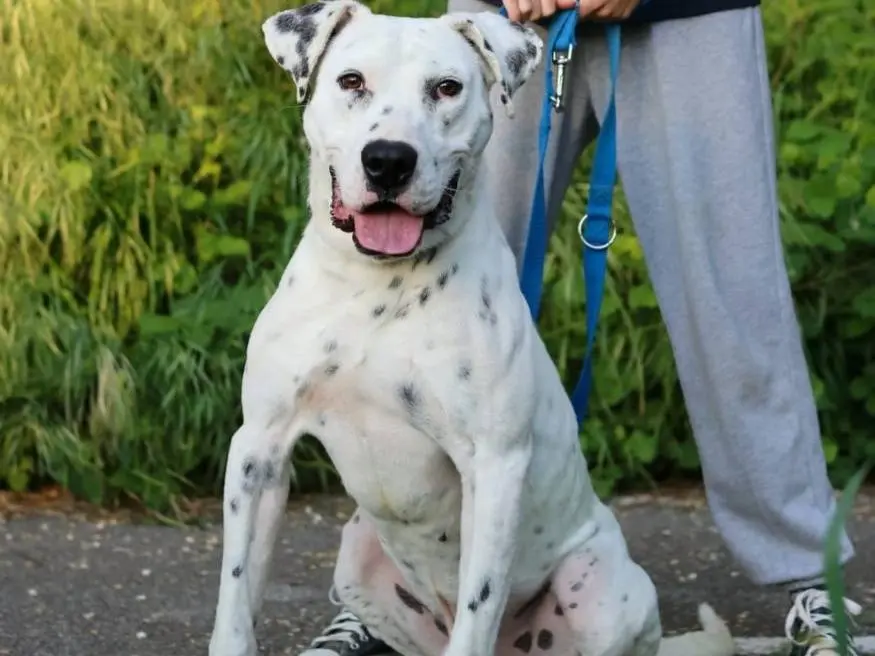 Adotta un cane, taglia grande, maschio, Milano