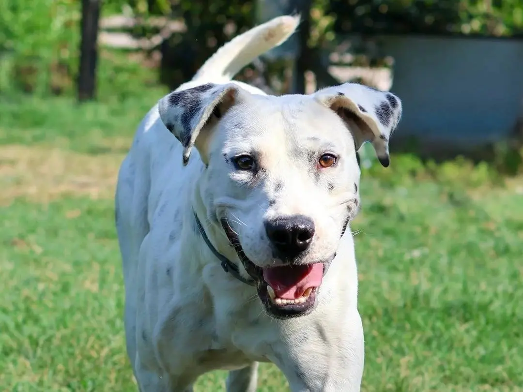 Adozione cane, maschio, Dogo Argentino Razza sconosciuta, 3 anni e 9 mesi, taglia grande, Milano