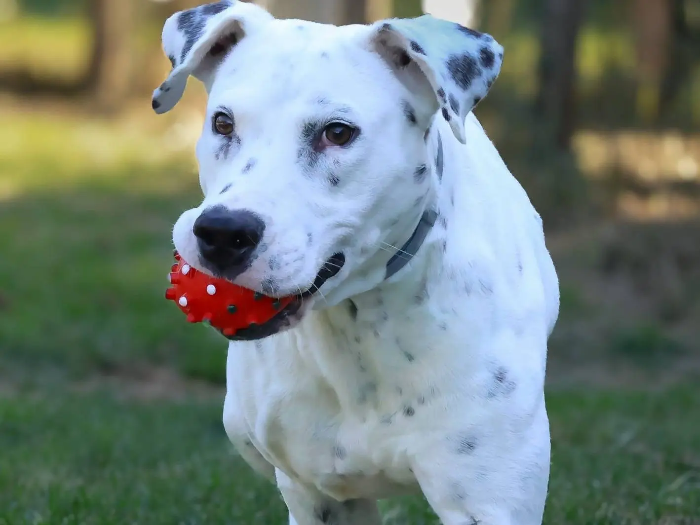 Adotta un cane, maschio, 3 anni e 9 mesi, Milano