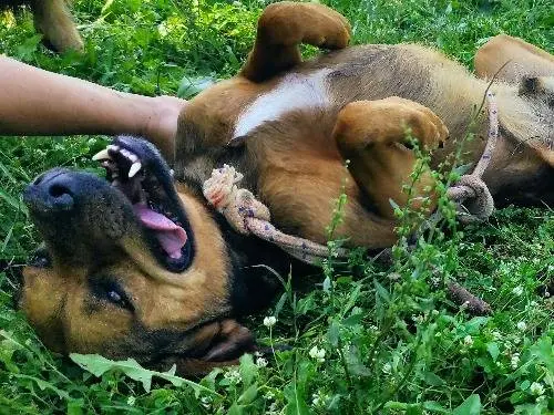 Foto 2 dell'animale