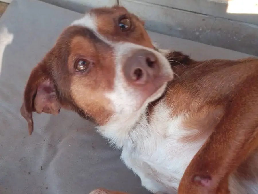 Adozione cane, maschio, Razza sconosciuta Razza sconosciuta, 6 anni e 6 mesi, taglia media, Avellino