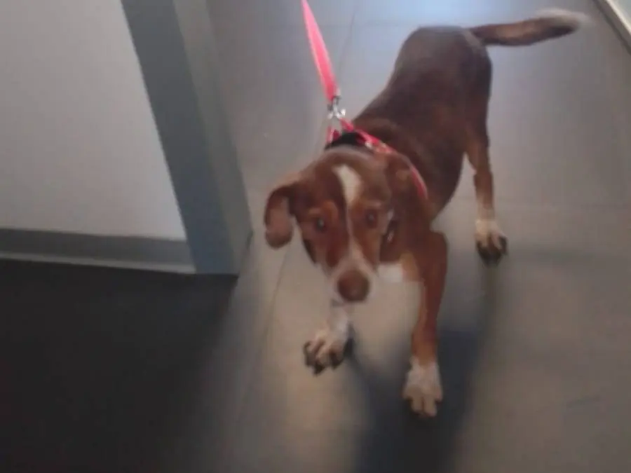 Adotta il cane PAUL a Avellino