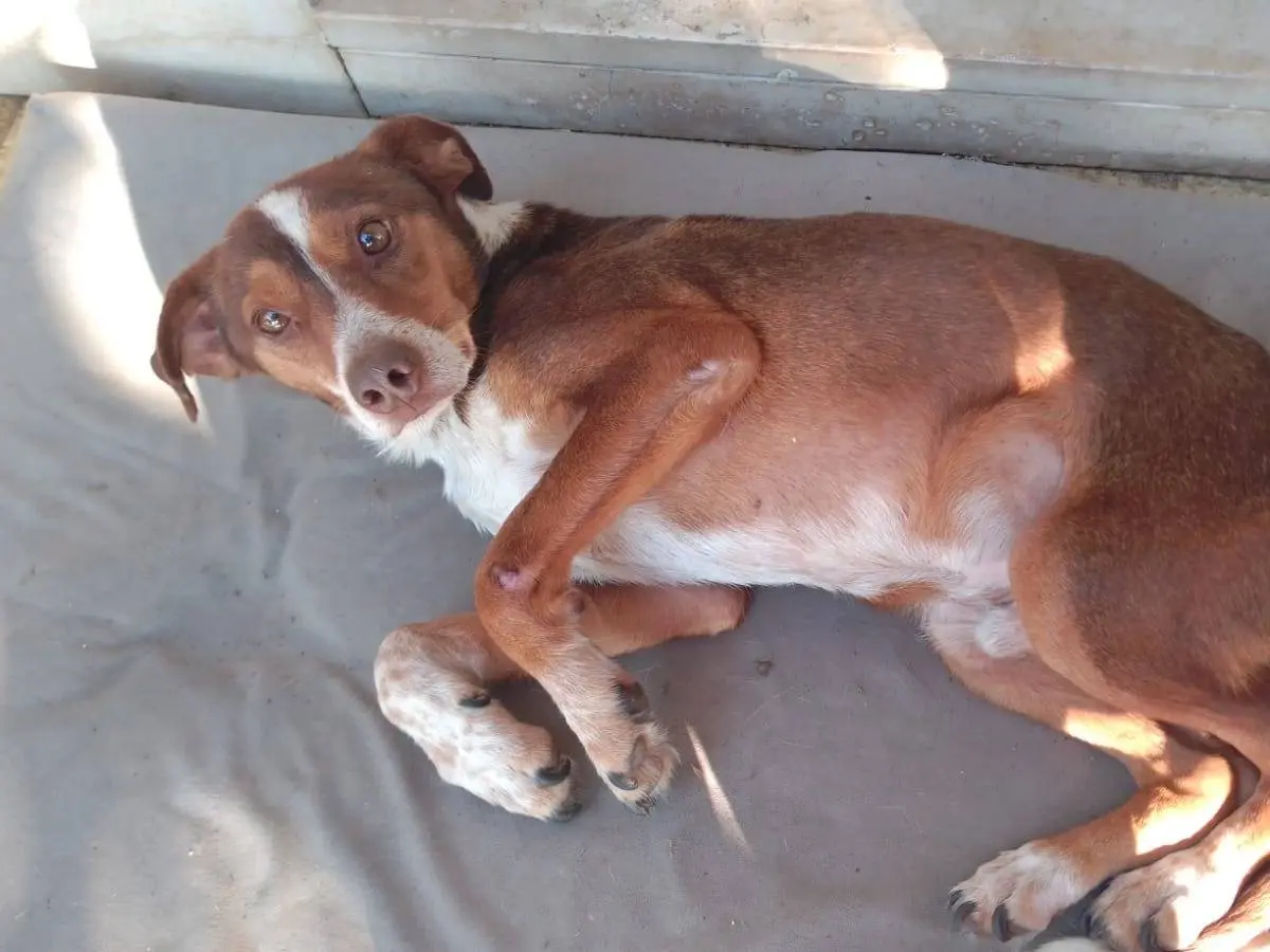Adotta un cane, maschio, 6 anni e 6 mesi, Avellino