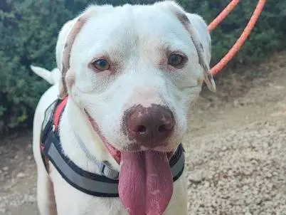 Adotta un cane, maschio, 2 anni e 10 mesi, Napoli