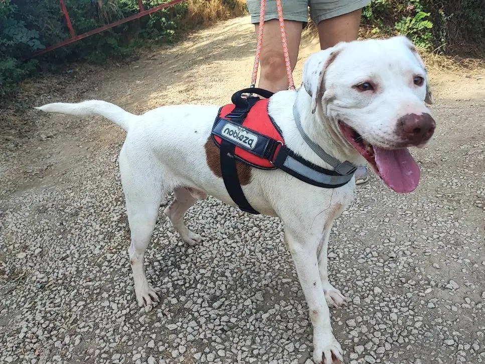 Adozione cane, maschio, Razza sconosciuta Razza sconosciuta, 2 anni e 10 mesi, taglia piccola, Napoli