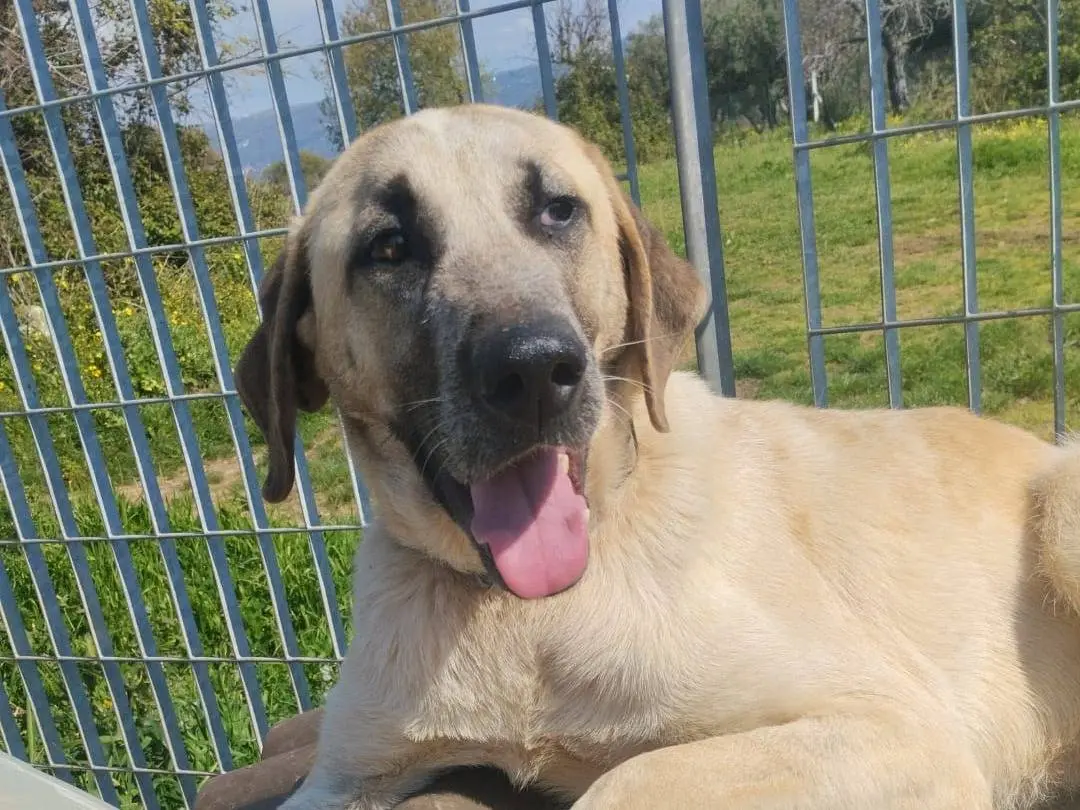 Adotta un cane, taglia grande, maschio, Vibo