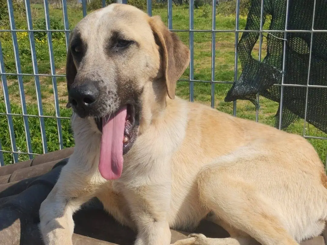 Adotta un cane, maschio, 1 anno e 3 mesi, Vibo