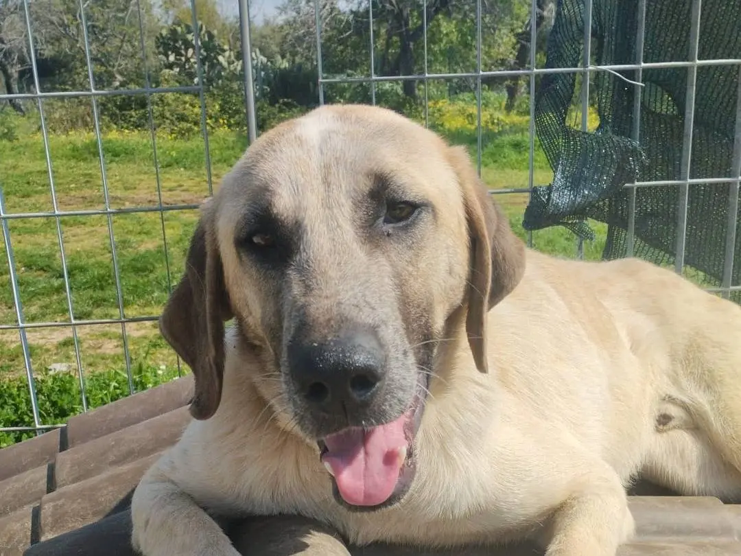 Adozione cane, maschio, Segugio Razza sconosciuta, 1 anno e 3 mesi, taglia grande, Vibo