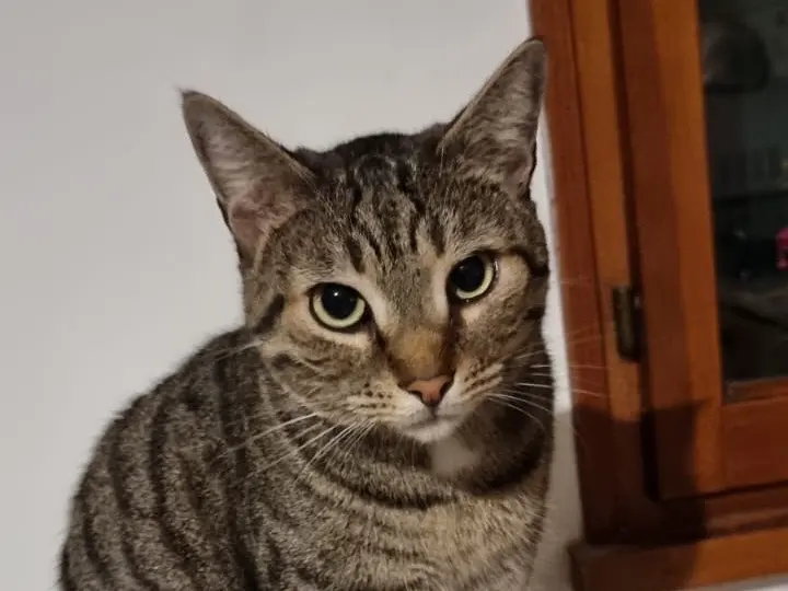 Adotta un gatto, maschio, 7 anni e 1 mese, Padova