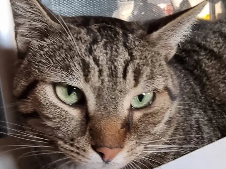 Adotta un gatto, taglia non valida, maschio, Padova