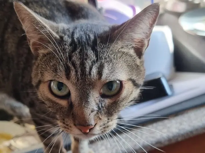 Adozione gatto, maschio, Razza sconosciuta Razza sconosciuta, 7 anni e 1 mese, taglia non valida, Padova