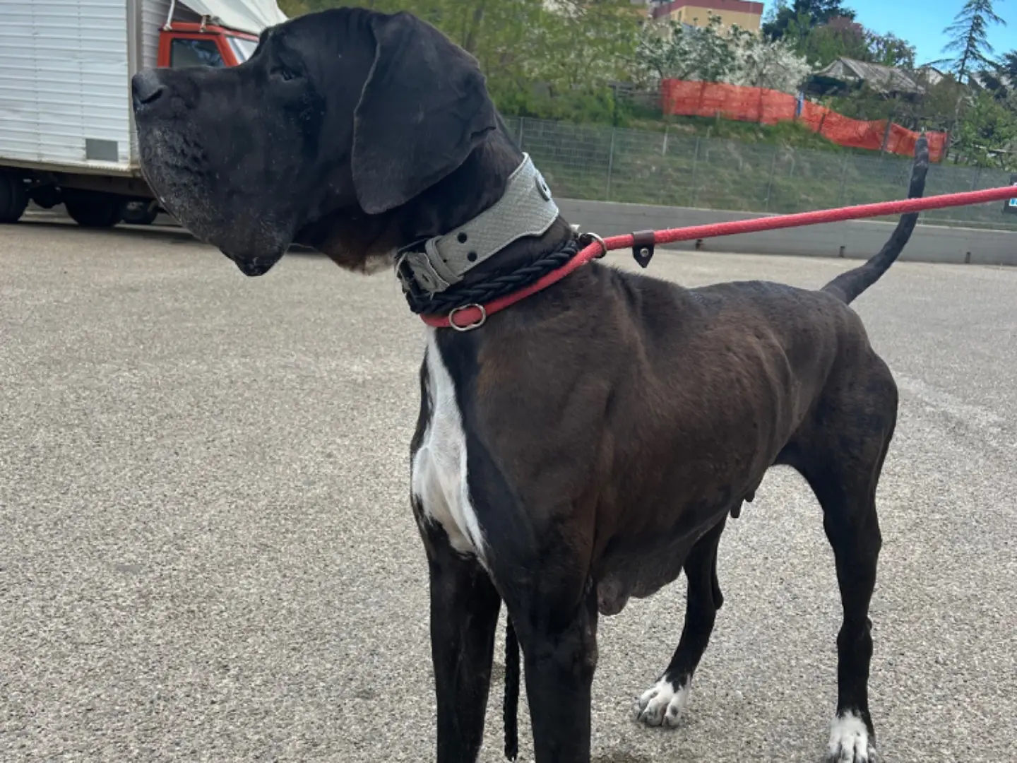 Adotta un cane, femmina, 4 anni e 1 mese, Matera