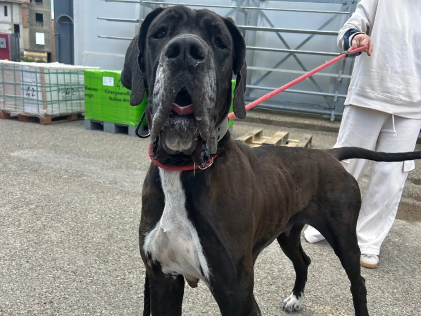 Adozione cane, femmina, Alano Razza sconosciuta, 4 anni e 1 mese, taglia gigante, Matera