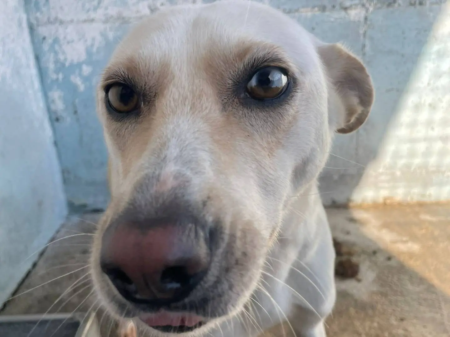 Adotta un cane, femmina, 5 anni e 3 mesi, Crotone