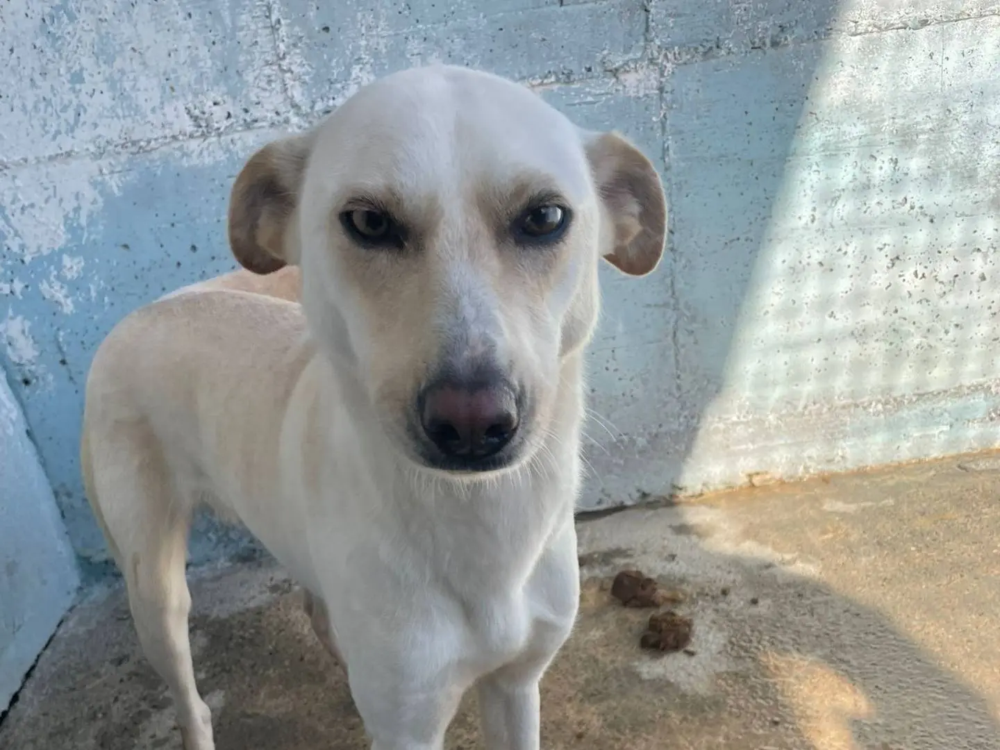 Adozione cane, femmina, Razza sconosciuta Razza sconosciuta, 5 anni e 3 mesi, taglia media contenuta, Crotone