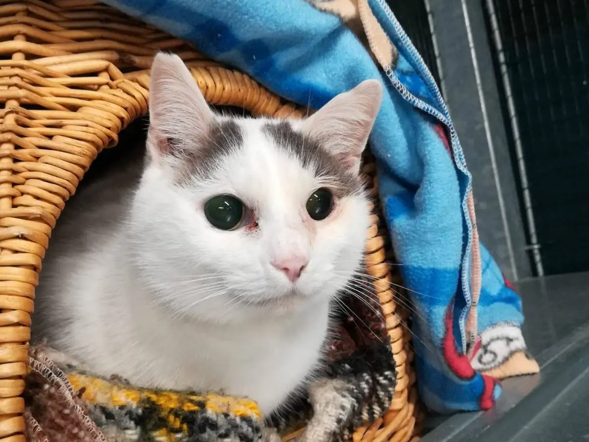 Adozione gatto, femmina, Razza sconosciuta Razza sconosciuta, 13 anni e 9 mesi, taglia non valida, Ravenna