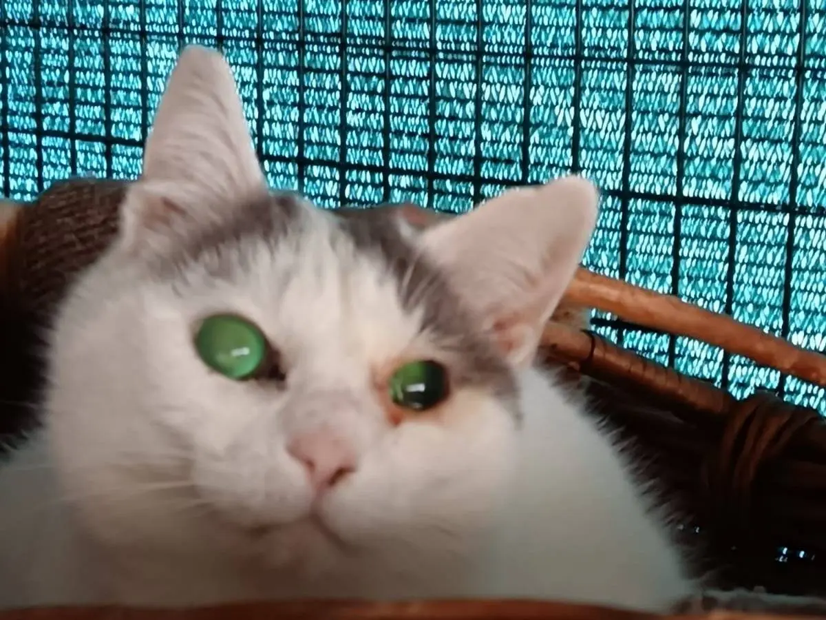 Adotta un gatto, femmina, 13 anni e 9 mesi, Ravenna