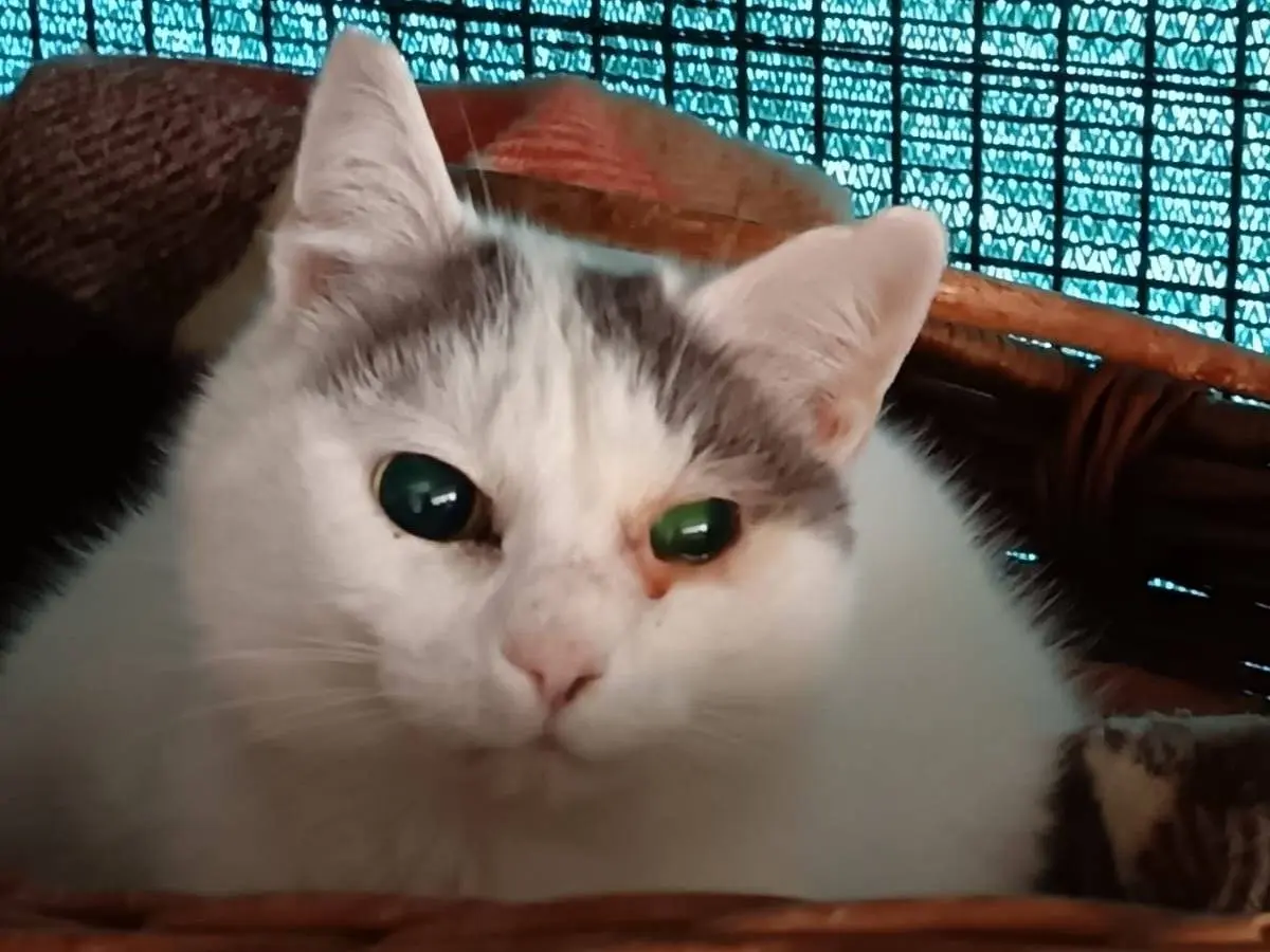 Adotta un gatto, taglia non valida, femmina, Ravenna