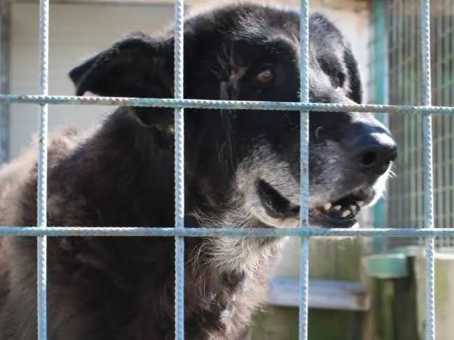 Adozione cane, maschio, Razza sconosciuta Razza sconosciuta, 14 anni e 3 mesi, taglia media, Crotone