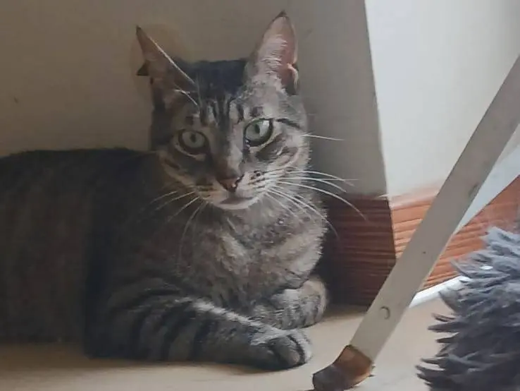 Adotta un gatto, maschio, 3 anni e 2 mesi, Bari
