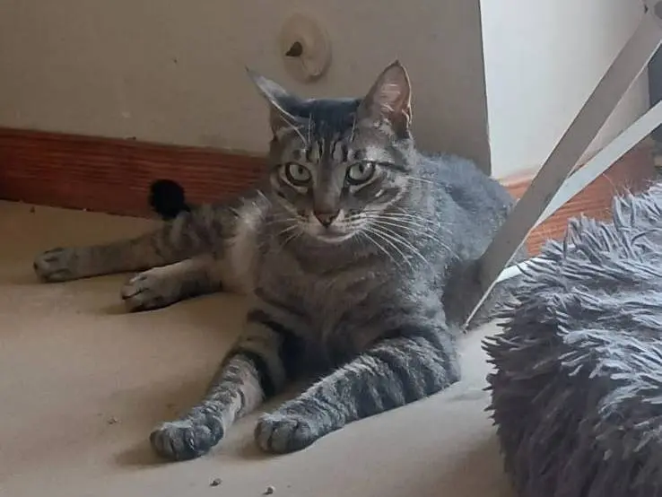 Adozione gatto, maschio, Razza sconosciuta Razza sconosciuta, 3 anni e 2 mesi, taglia non valida, Bari