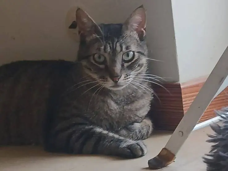 Vuoi adottare un gatto a Bari?