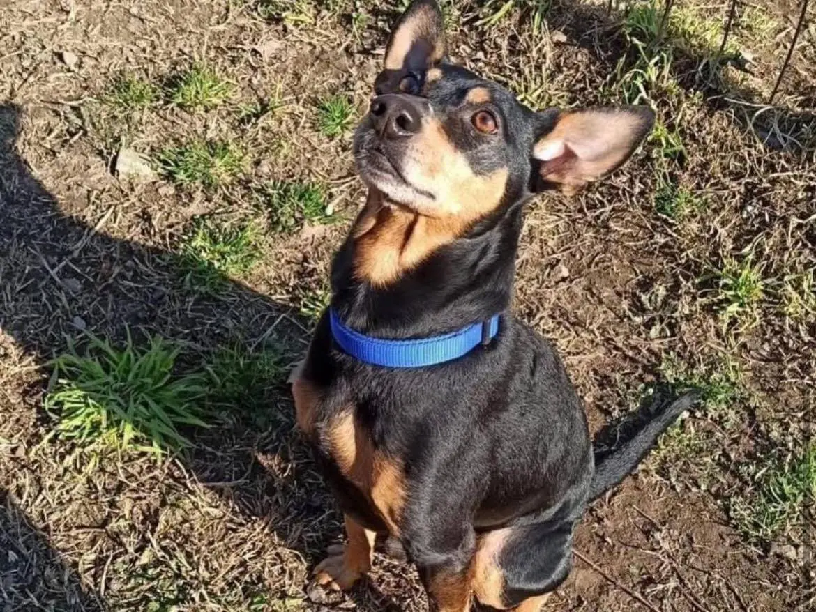 Adozione cane, maschio, Pinscher Razza sconosciuta, 7 anni e 10 mesi, taglia piccola, Bergamo