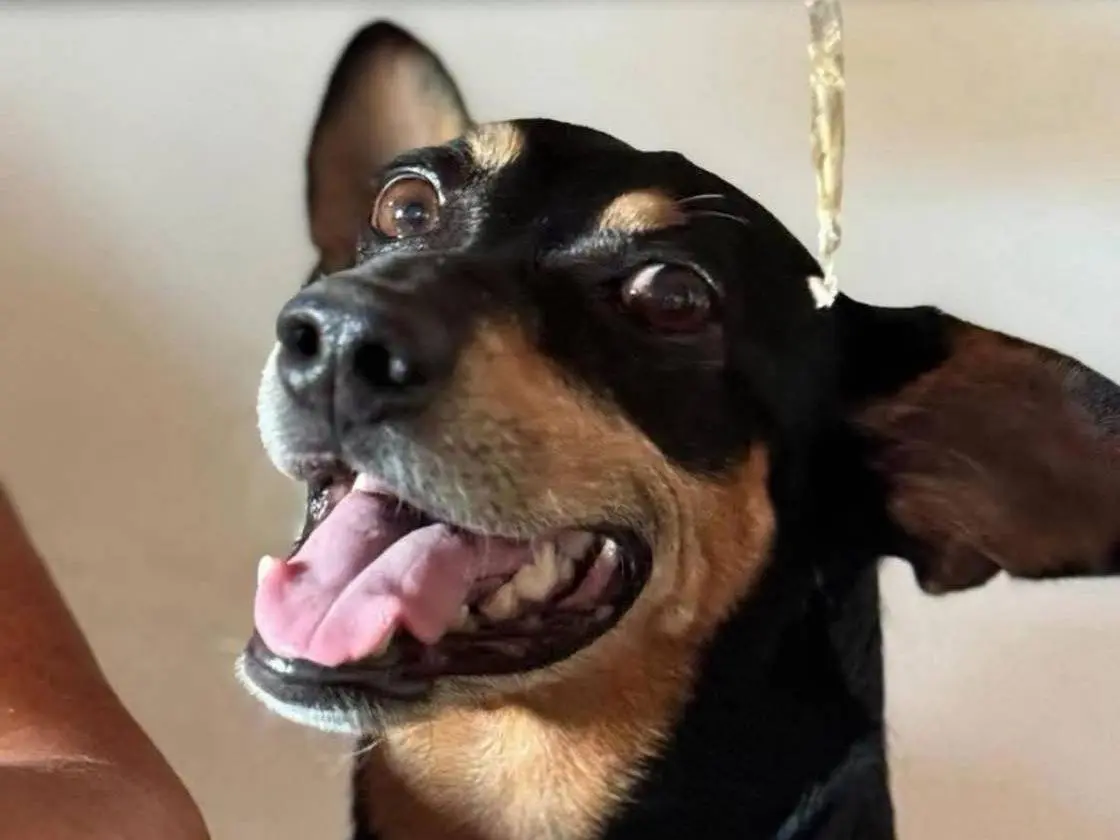 Adotta un cane, maschio, 7 anni e 10 mesi, Bergamo