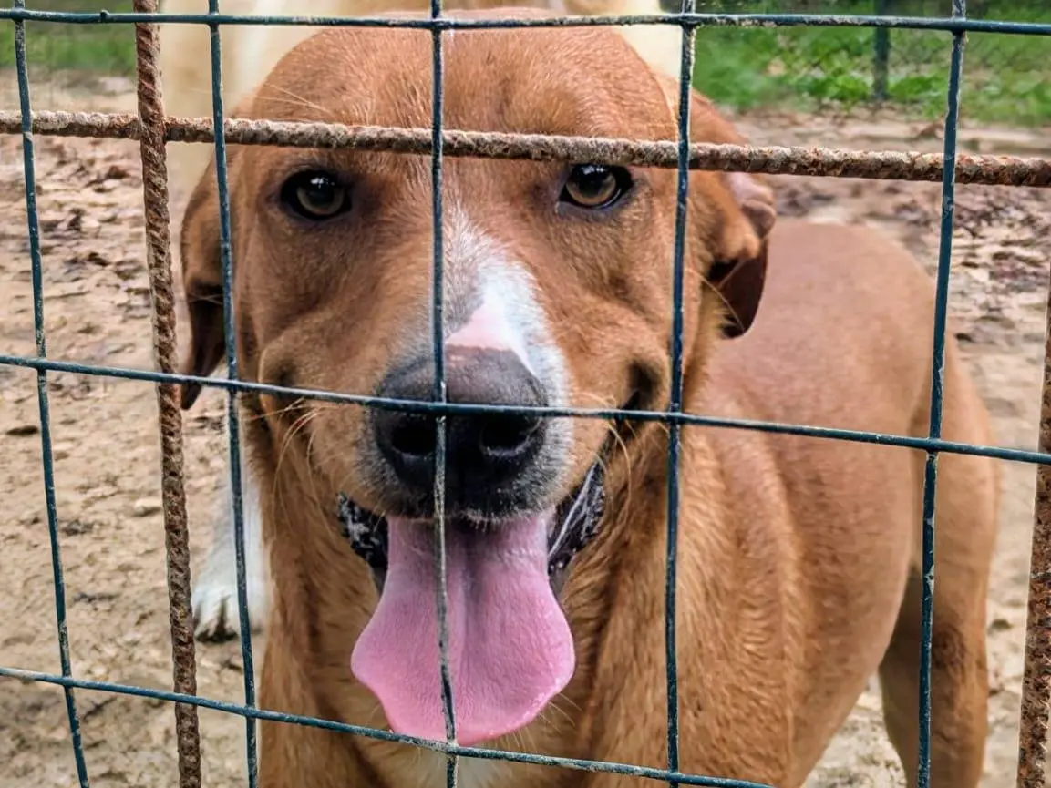 Adotta il cane CORFU a Frosinone
