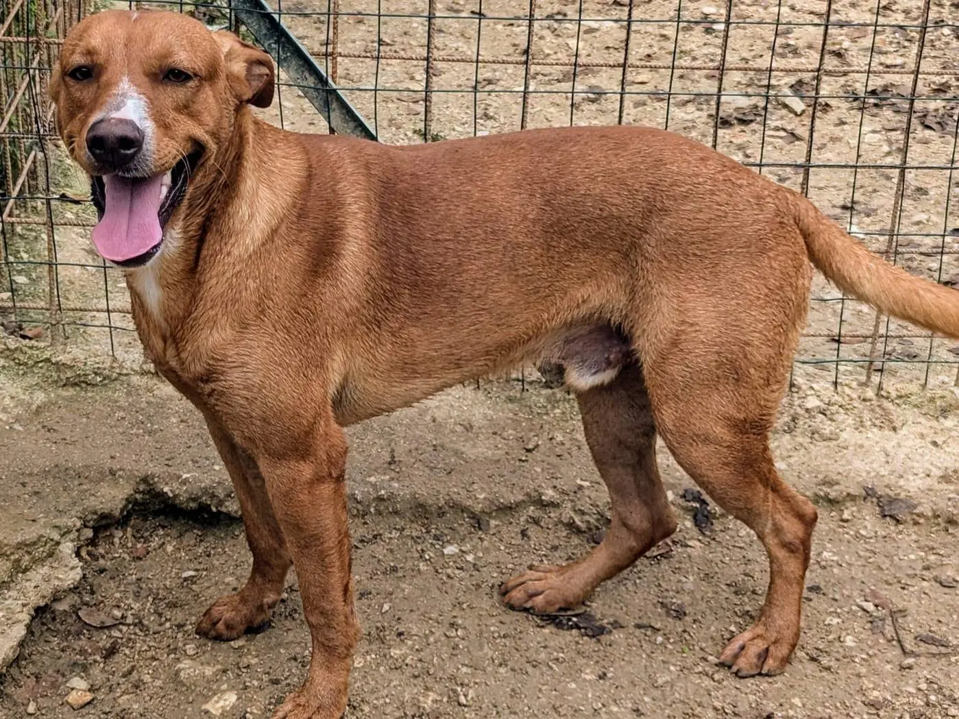 Adotta un cane, maschio, 2 anni e 8 mesi, Frosinone