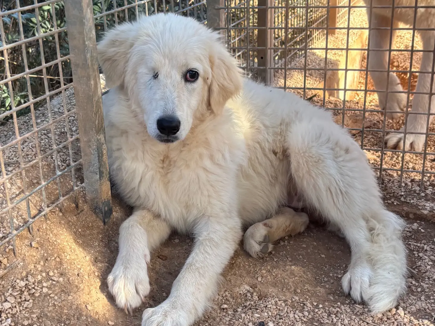 Adozione cane, femmina, Razza sconosciuta Razza sconosciuta, 6 mesi, taglia media, Taranto