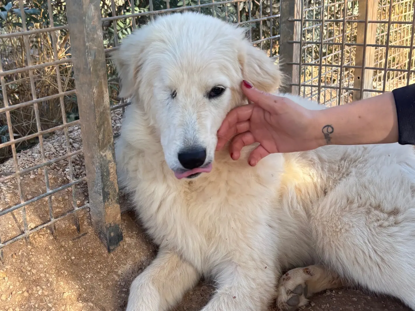 Vuoi adottare un cane a Taranto?