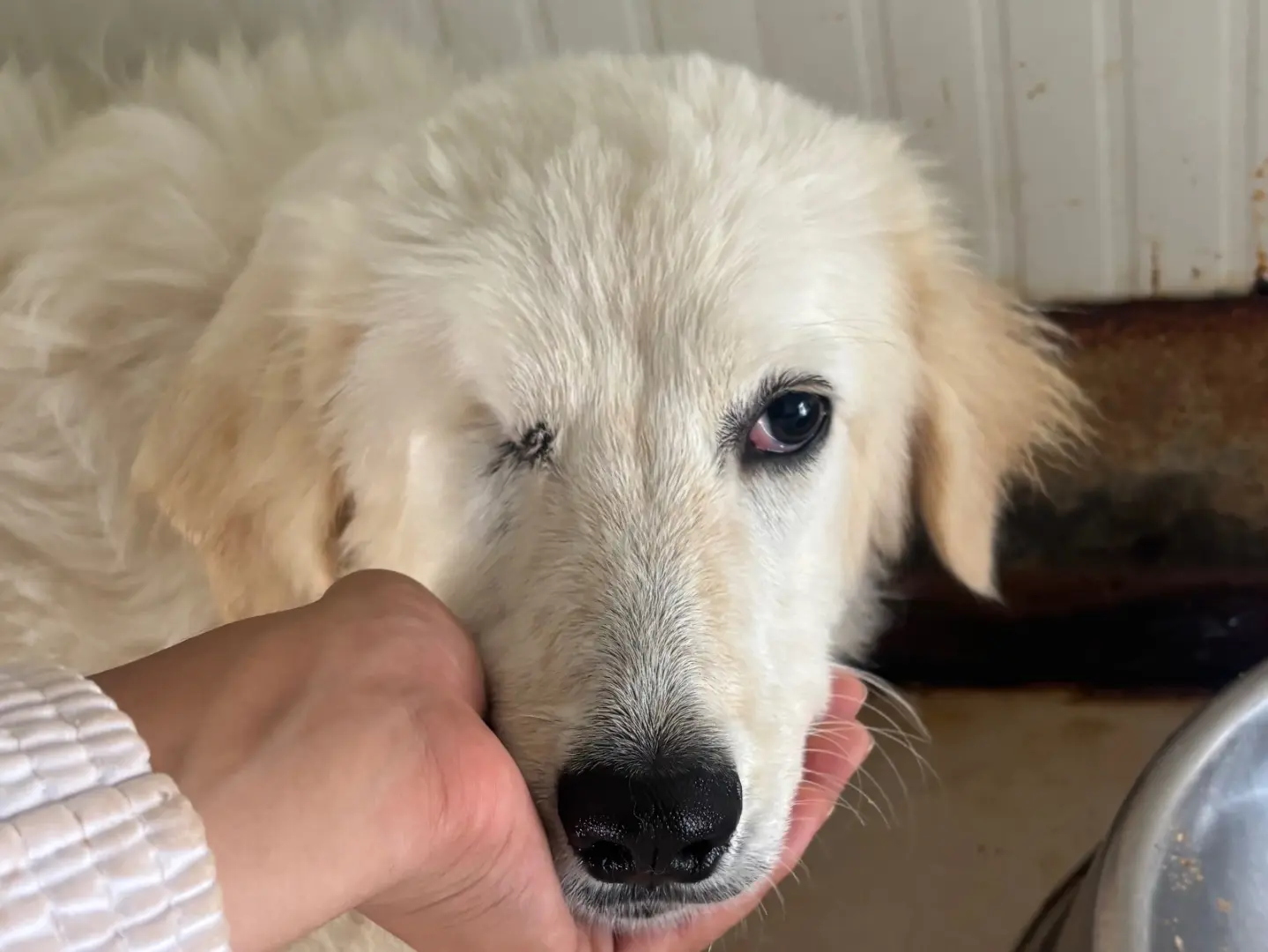 Adotta un cane, femmina, 6 mesi, Taranto