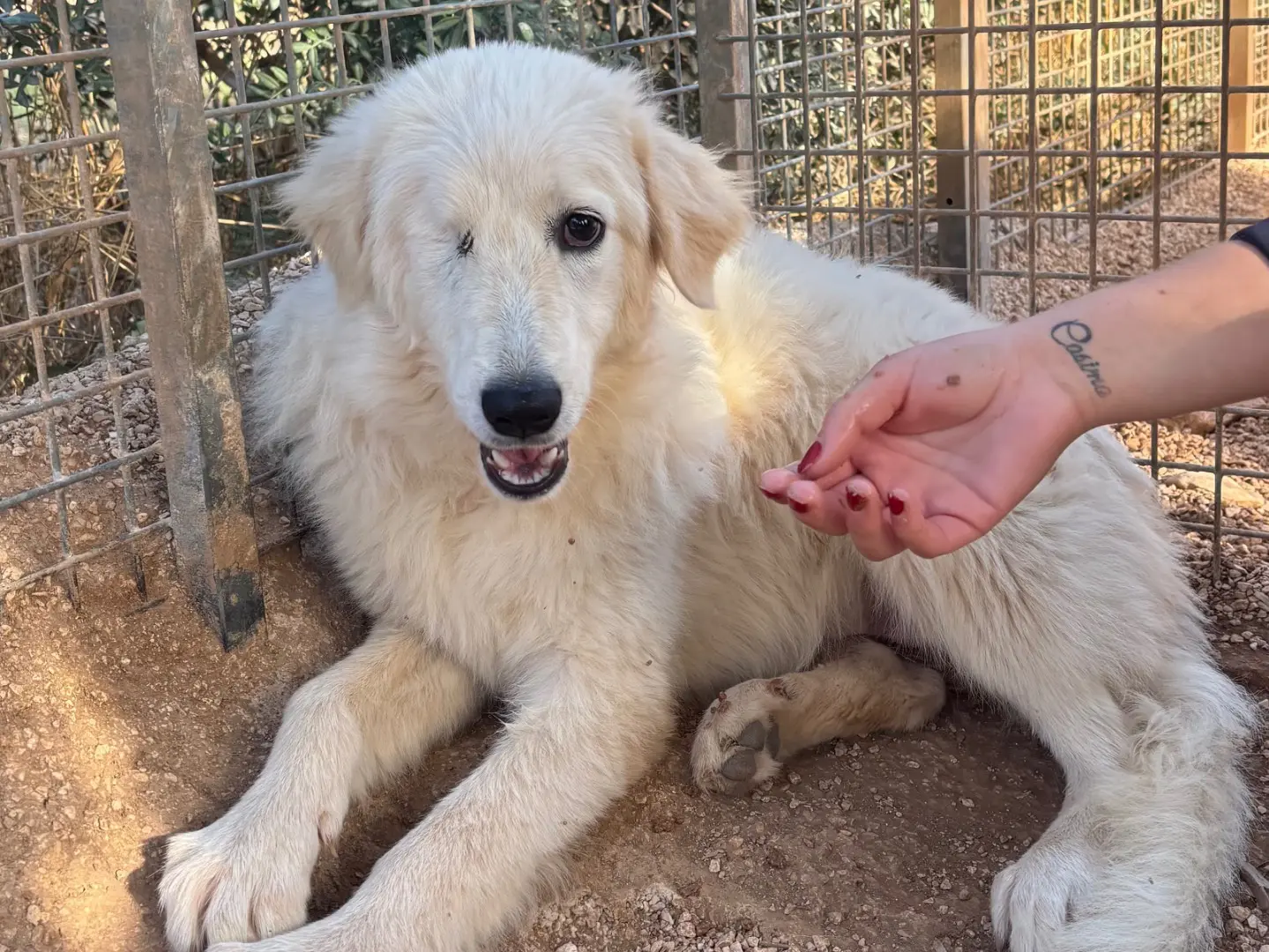 Adotta un cane, taglia media, femmina, Taranto